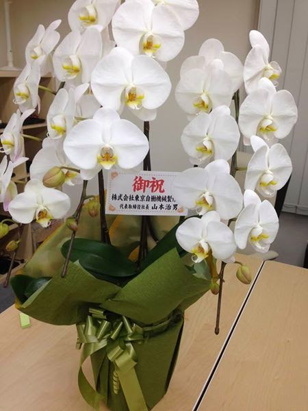 胡蝶蘭　ビルオーナー様から頂きました